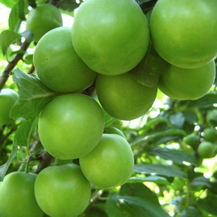 Dalından Turfanda Can Eriği Yeşil Erik (100 gram)