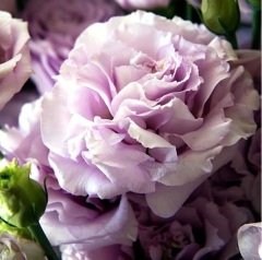 Katmerli Blue Blush Lisianthus Çiçeği Tohumu(5 adet)