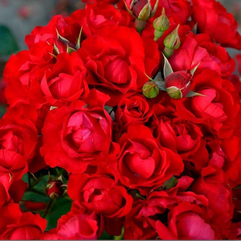 Tüplü Kokulu Yer Örütücü Schloss Mannheim Yediveren Gül Fidanı