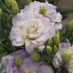 Katmerli Polka Lavander Lisianthus Çiçeği Tohumu(5 adet)