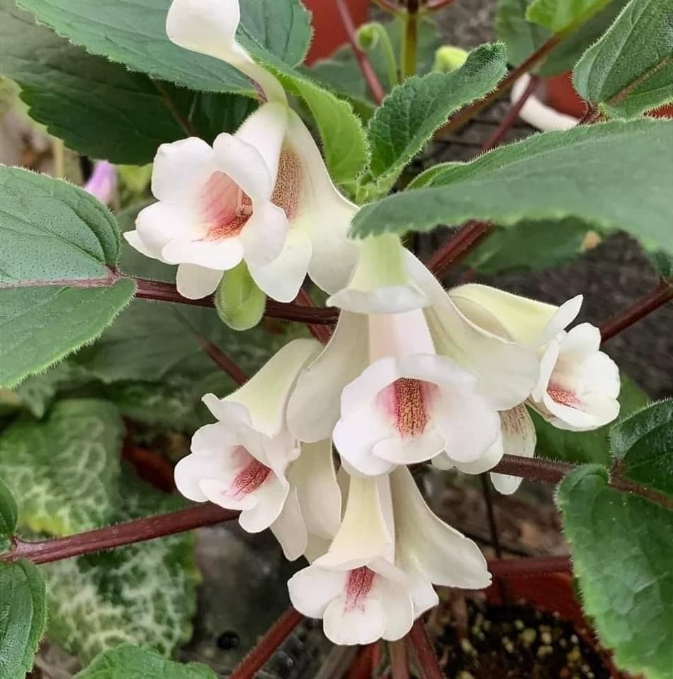 Hcy's Sherbet Lemon Sinningia Çiiçeği Çiçeği Fidesi (Mini Saksıda)