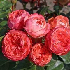 Tüplü Multi Goncalı Kokulu Pompeji Yediveren Gül Fidanı