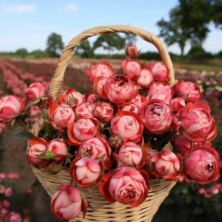 Tüplü Multi Goncalı Kokulu Pompeji Yediveren Gül Fidanı