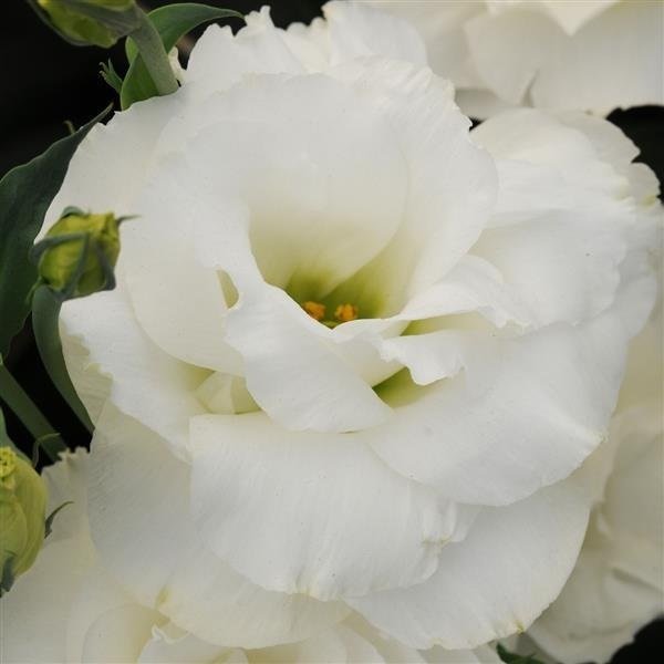 Katmerli F1 White Lisianthus Çiçeği Tohumu(5 tohum)