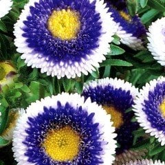 Ponpon Mavi Beyaz Aster Çiçeği Tohumu (50 tohum)