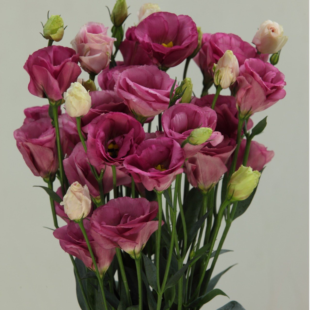 Rose Pink Katmerli Lisianthus Çiçeği Tohumu(5 adet)