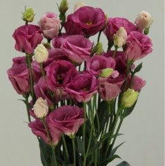 Rose Pink Katmerli Lisianthus Çiçeği Tohumu(5 adet)
