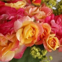 Tüplü Multi Goncalı Firebird Yediveren Gül Fidanı