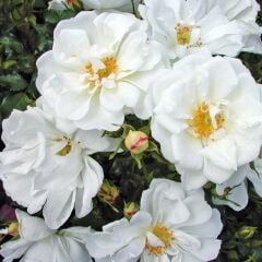 Tüplü Multi Goncalı Diamant Yediveren Gül Fidanı