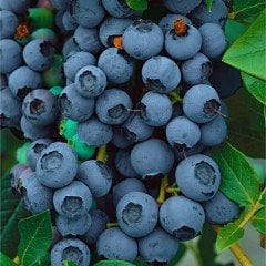 Oneal Yaban Mersini Fidesi (5 Adet 10-20 cm)