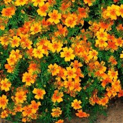 Sarı Kırmızı Tagetes Çiçeği Tohumu(50 adet)