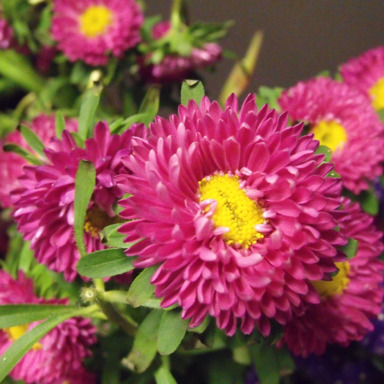 Ponpon Crimson Aster Çiçeği Tohumu (50 tohum)