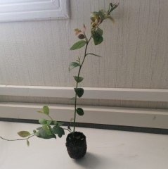 Bluecrop Yaban Mersini Fidesi (5 Adet 10-20 cm)