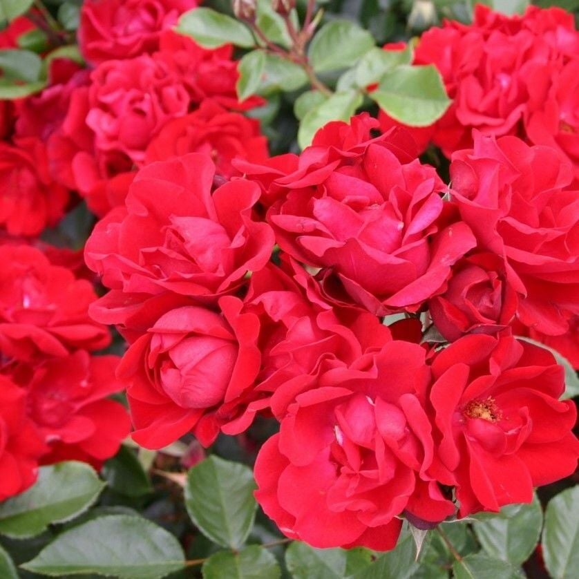 Tüplü Multi Goncalı Andalusienn Yediveren Gül Fidanı