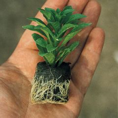 Yoğun Kokulu Gardenya Sarı Çiçekli Gardenya Fidesi Paper Potta (1 adet)