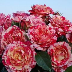 Tüplü Abracadabra Multi Goncalı Yediveren Gül Fidanı