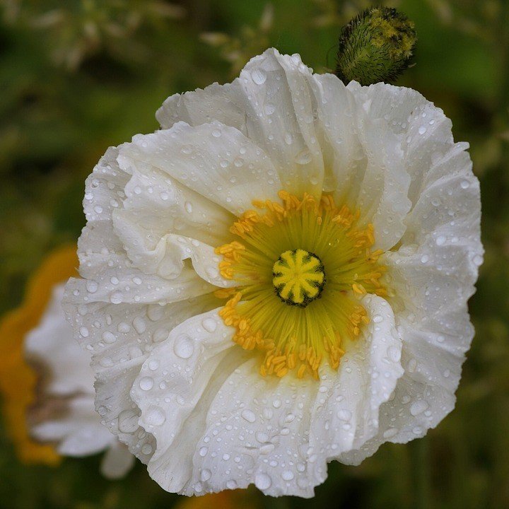 Beyaz Kaliforniya Gelincik Papaver Çiçeği Tohumu(100 tohum)