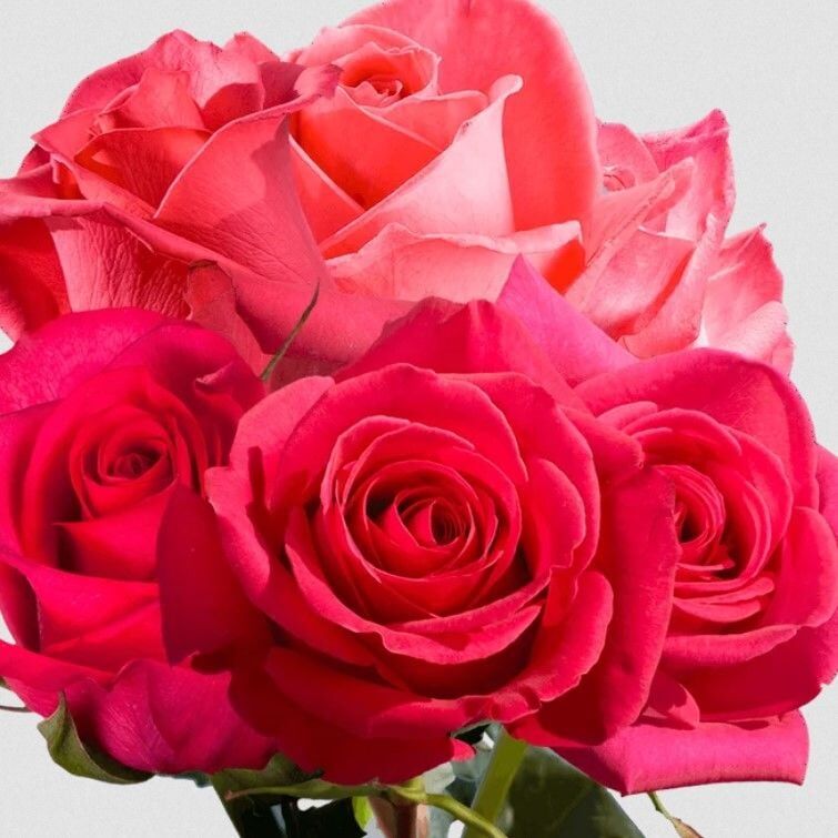 Tüplü Multi Goncalı Yoğun Kokulu Fiona Yediveren Gül Fidanı