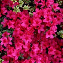 Pembe Poz Çiçeği Tohumu (50 tohum)