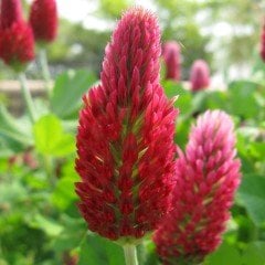 Red Love Trifolium Çiçeği Tohumu(50 tohum)