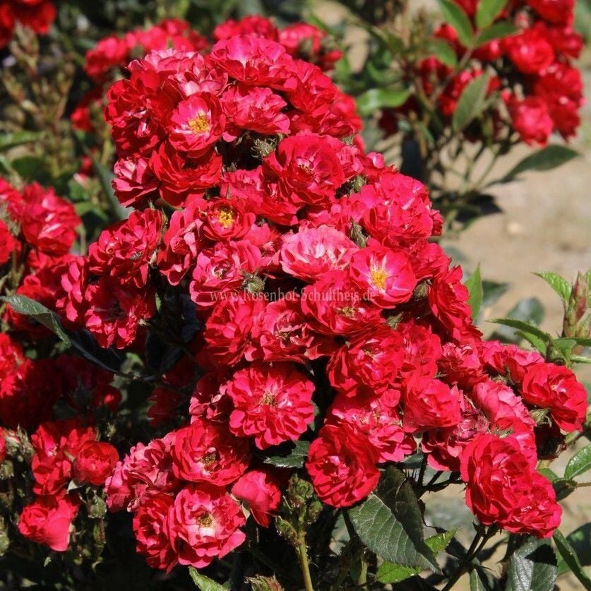 Tüplü Yer Örtücü Zwergkönig Yediveren Gül Fidanı