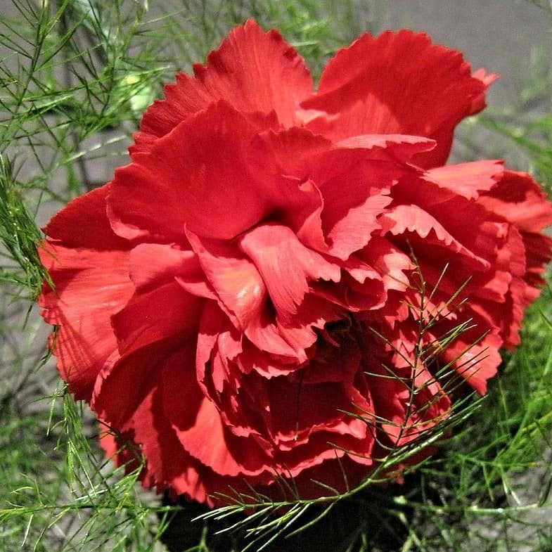 Chabaud Pure Rose Karanfil Çiçeği Tohumu(70 adet)