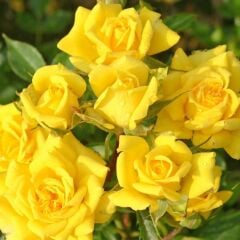 Tüplü Aşılı Yediveren Sonnenkind Sarı Yediveren Gül Fidanı