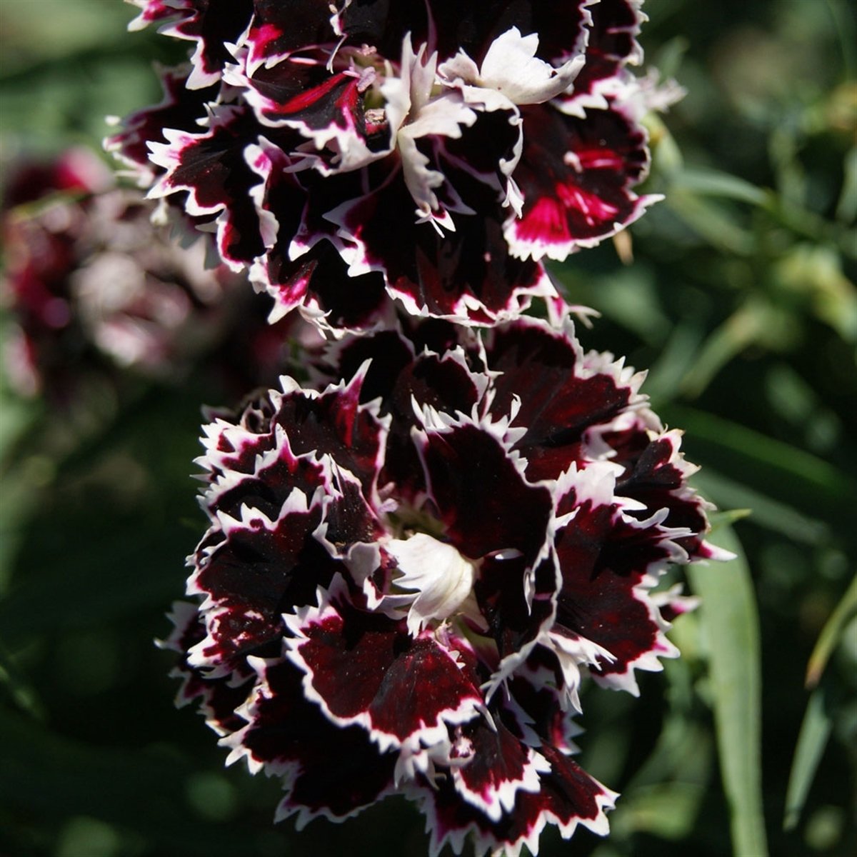 Dianthus Heddewigii Gaiety Katmerli İri Karanfil Çiçeği Tohumu(100 adet)