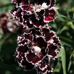 Dianthus Heddewigii Gaiety Katmerli İri Karanfil Çiçeği Tohumu(100 adet)