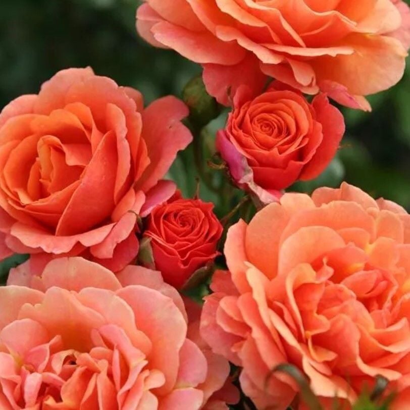 Tüplü Kordes Multi Goncalı Orange Juwel Yediveren Gül Fidan