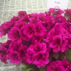 Saksıda İri Çiçekli Burghi Sardunya Canan Çiçeği