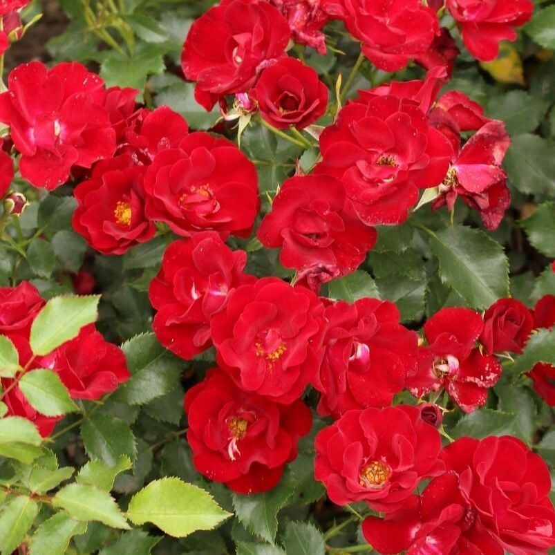 Menekşe Tipli Tüplü Yediveren Multi Goncalı Marondo Gül Fidanı Yer Örtücü