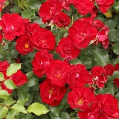 Menekşe Tipli Tüplü Yediveren Multi Goncalı Marondo Gül Fidanı Yer Örtücü