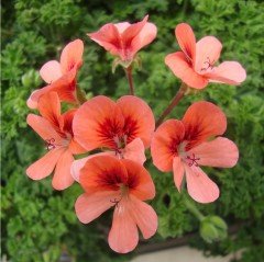 Saksıda Sarkıcı PAC Angeleyes Orange Sardunya Canan Çiçeği