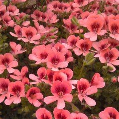 Saksıda Sarkıcı PAC Angeleyes Orange Sardunya Canan Çiçeği