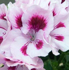 Saksıda İri Çiçekli Elegance Royalty White Sardunya Canan Çiçeği