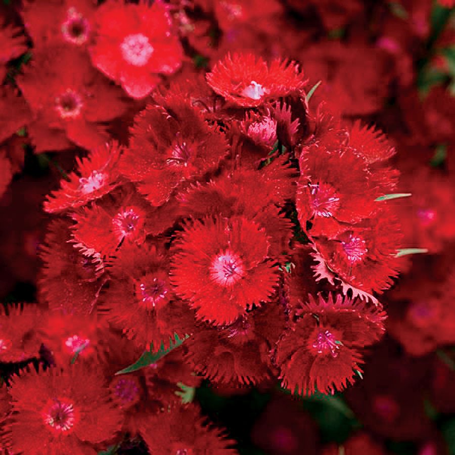 Dianthus Heddewigii Bravo Karanfil Çiçeği Tohumu (100 adet)