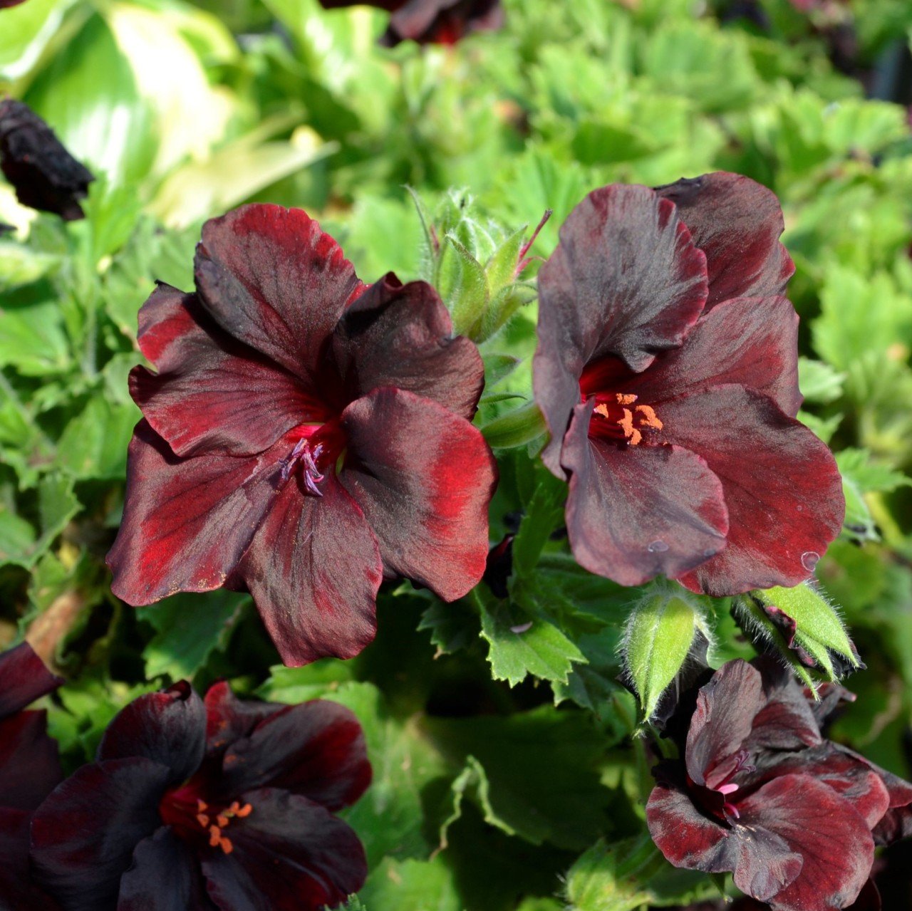 İri Çiçekli Aristo Schoko Sardunya Canan Çiçeği Saksıda