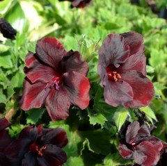 İri Çiçekli Aristo Schoko Sardunya Canan Çiçeği Saksıda