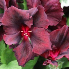 İri Çiçekli Aristo Schoko Sardunya Canan Çiçeği Saksıda