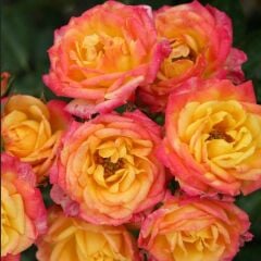 Tüplü Yediveren Multi Goncalı Littel Sunset Gül Fidanı