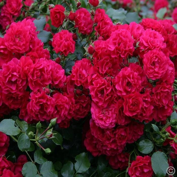 Tüplü Multi Goncalı Yediveren Gartnerfreude Yer Örtücü Kırmızı Gül Fidanı