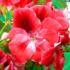 Saksıda Çiçek Açma Durumunda İri Çiçekli Mandarin Sardunya Canan Çiçeği