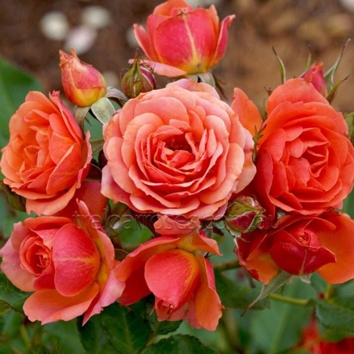 Tüplü Kordes Yediveren Mandarin Multi Goncalı Gül Fidanı