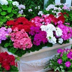 Mix Karışık Renkli Sardunya Canan Çiçeği Büyük Saksı (5 adet)