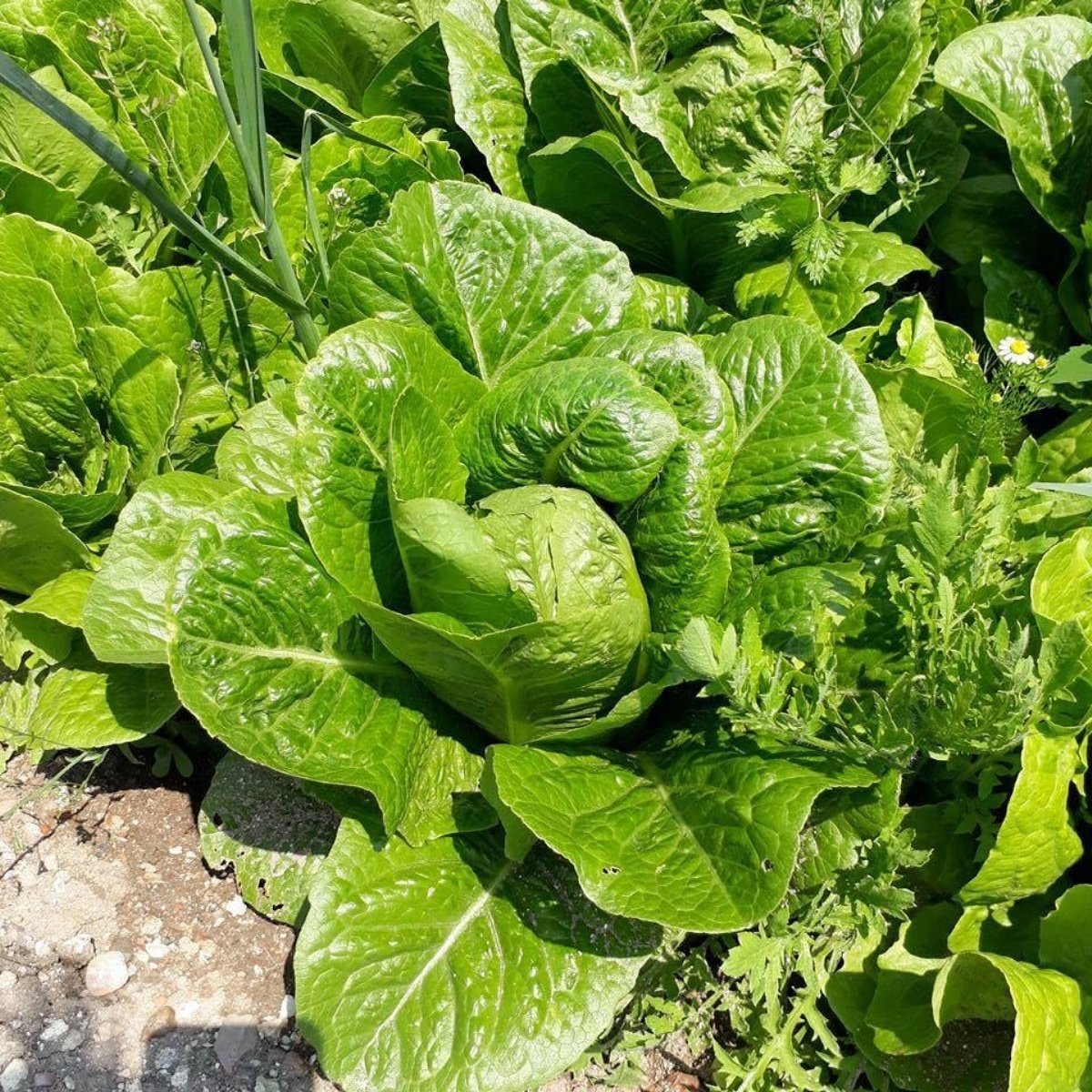 Geleneksel Doğal Kasam Yedikule Marul Fidesi (5 adet)