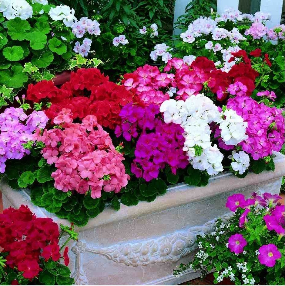 Mix Karışık Renkli Sardunya Canan Çiçeği Büyük Saksı (50 adet)