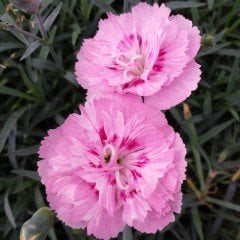 Soft Pembe La France Karanfil Çiçeği Tohumu(25 tohum)