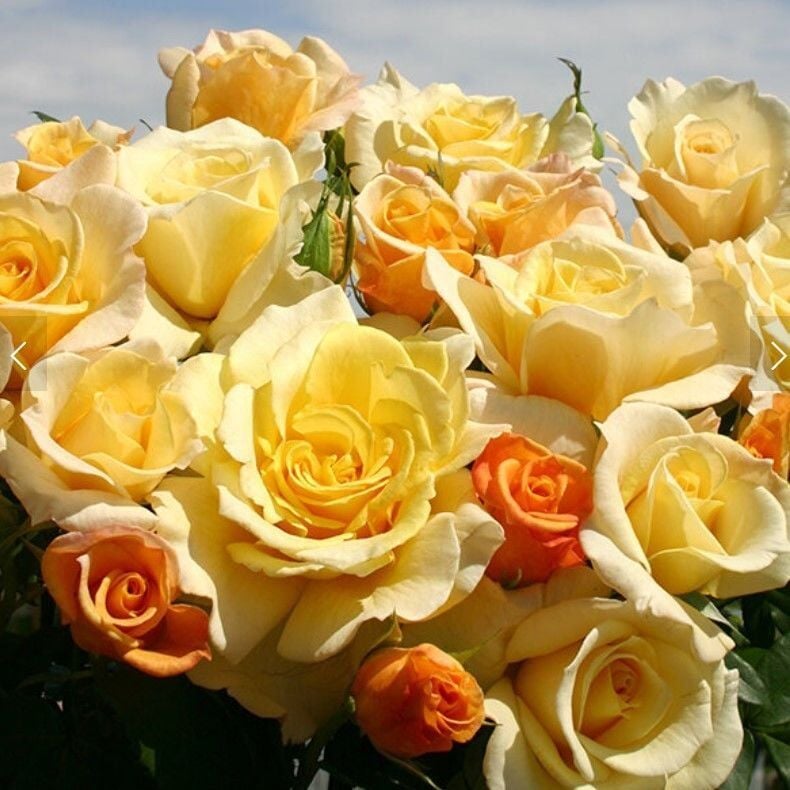 Tüplü Yediveren Sunny Nostalji Gül Fidanı