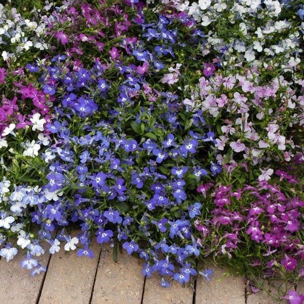 Mixed Lobelya Çiçeği Fidesi (4 adet)